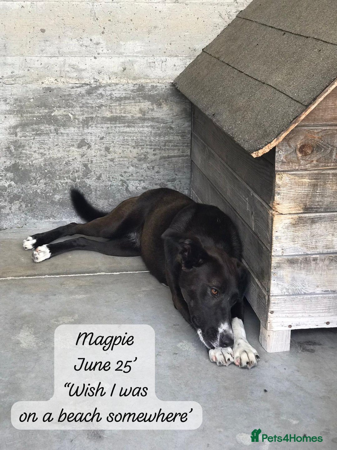 Mixed Breed dogs for adoption: Magpie- beautiful 1 year old- Reserved stc. in Brixham - Image 14