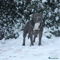 Staffordshire Bull Terrier dogs for stud: STUD DUTIES - Advert 8