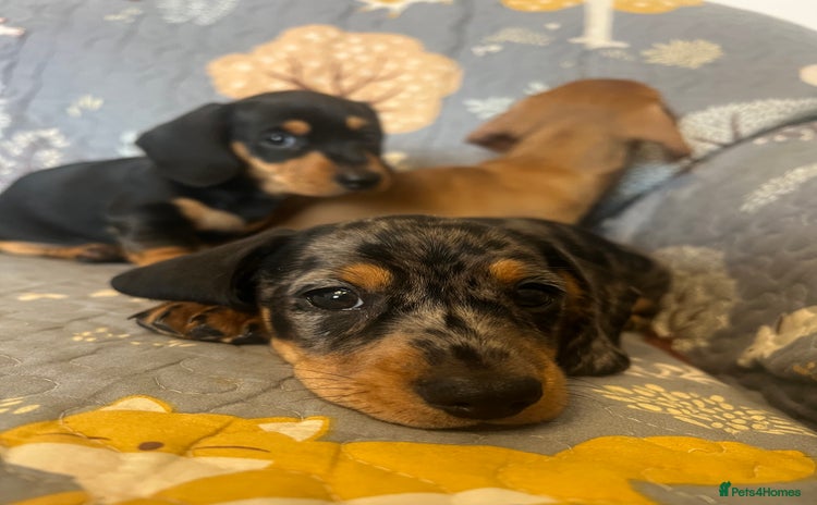 Miniature Dachshund dogs - Advert 3