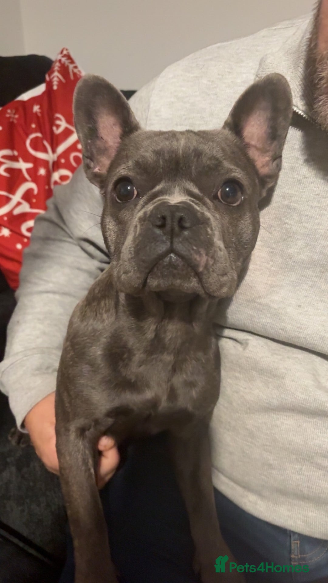 French Bulldog dogs for sale: 2x French bulldog  - Image 2