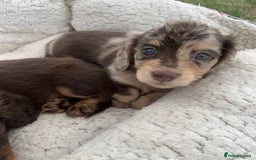 Miniature Dachshund dogs for sale: Miniature Dachshund Puppies - 2 Boys & 3 Girls - Image 3