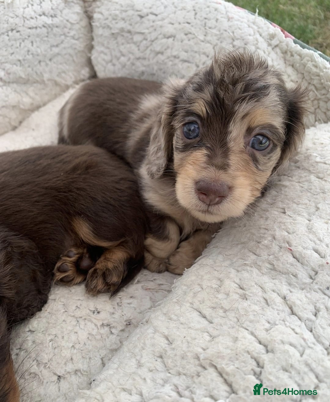Miniature Dachshund dogs for sale: Miniature Dachshund Puppies - 2 Boys & 3 Girls - Image 3