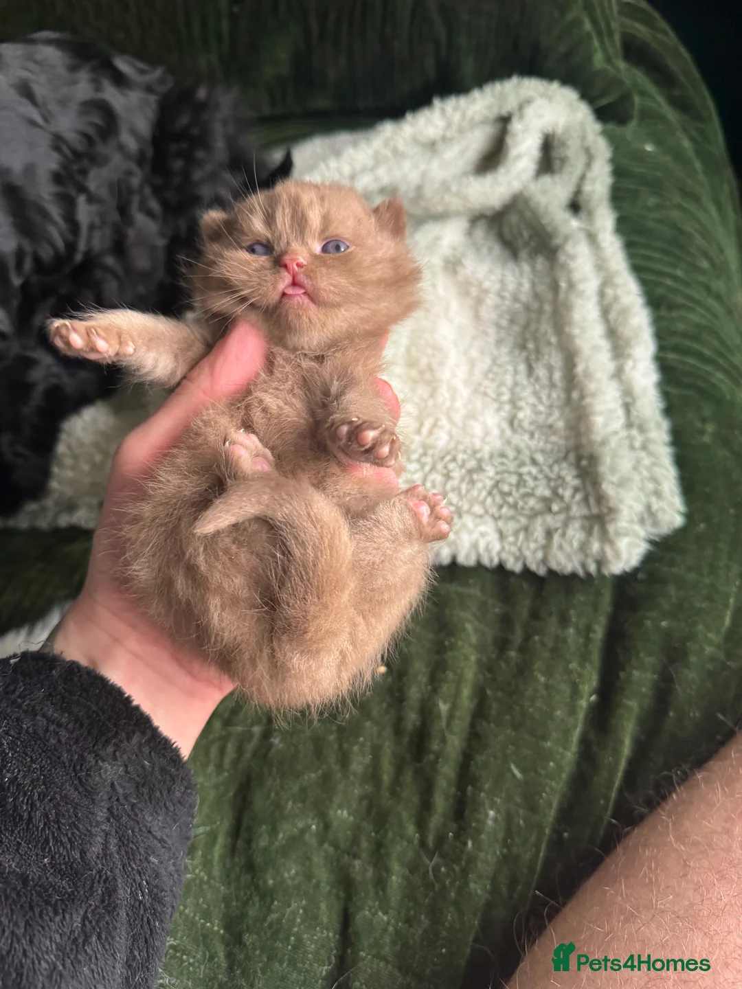 British Shorthair cats for sale: Tica reg BSH kittens  - Advert 26