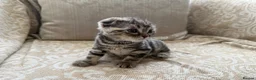 Scottish Fold cats for sale: 4 Scottish fold x Scottish straight  in Northampton - Advert 6