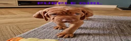 Hungarian Vizsla dogs for sale: READY TO LEAVE ,. 4 Beautiful girls left. - Advert 20