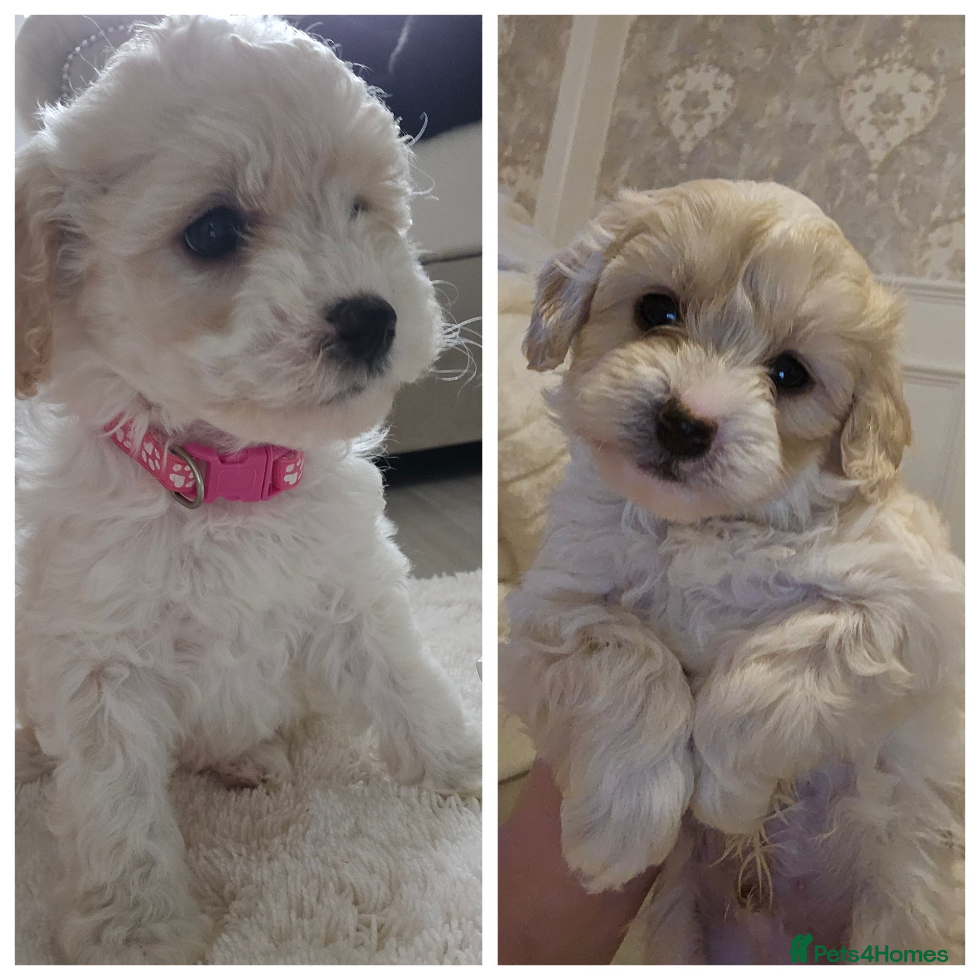 Shihpoo dogs Shihpoo puppies for sale  - Advert 5