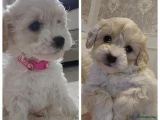 Shihpoo dogs Shihpoo puppies for sale - Advert 12