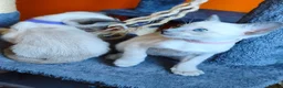 Siamese cats for sale: Gorgeous Siamese kittens!!! - Advert 18