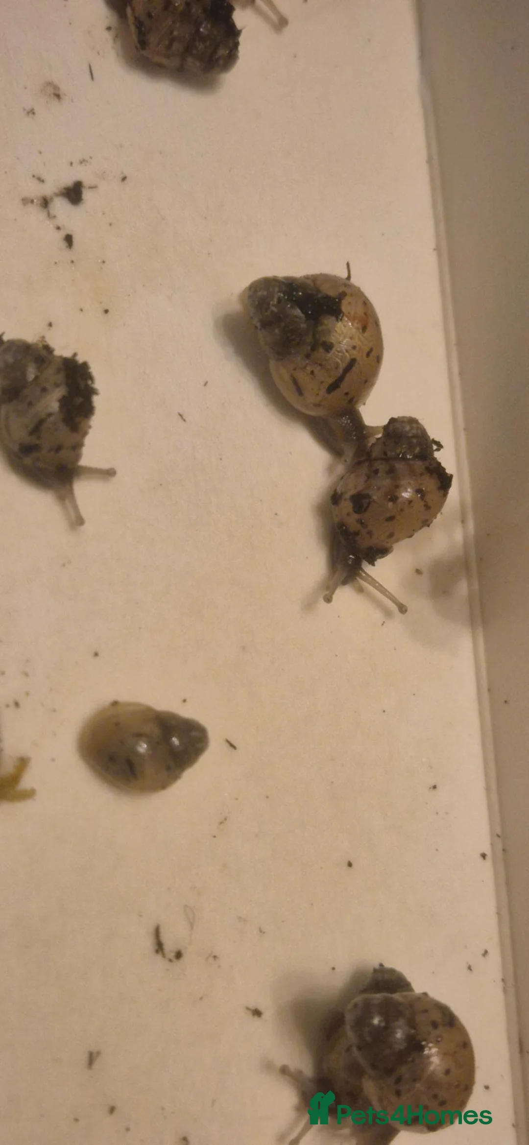 Snails invertebrates for sale: African land snails.  in Norwich - Advert 2
