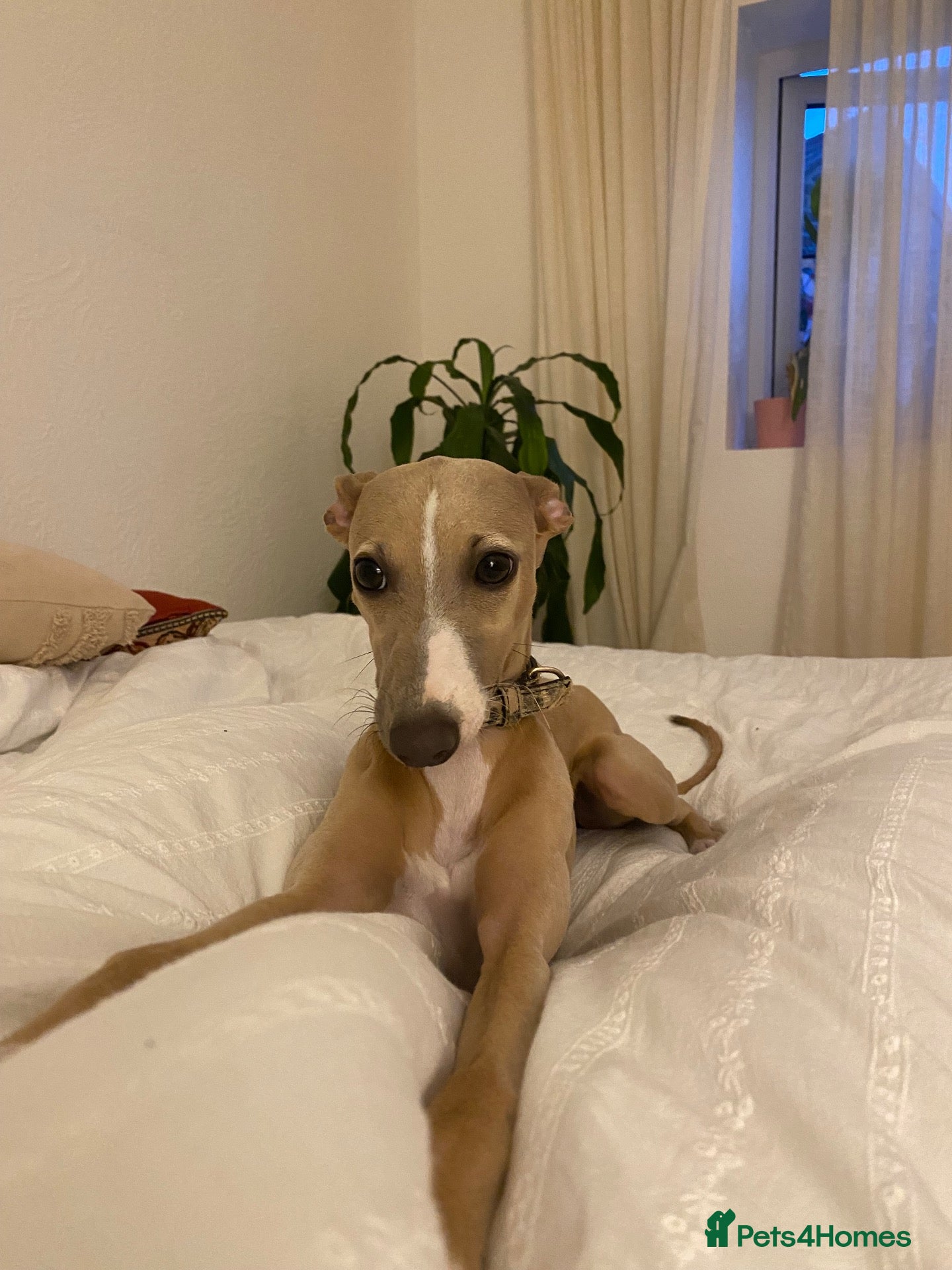 Mixed Breed dogs 3/4 Italian greyhound 1/4 whippet  - Advert 18