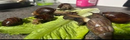 Snails invertebrates for sale: Giant African land snails  - Advert 2