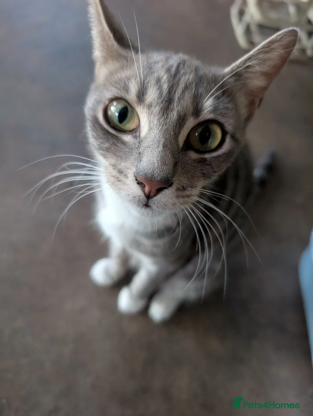 Mixed Breed cats for sale: X2 Tabby boy kittens  - Advert 1
