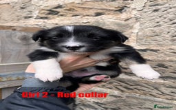 Border Collie dogs for sale: Tri coloured border collies  - Image 2