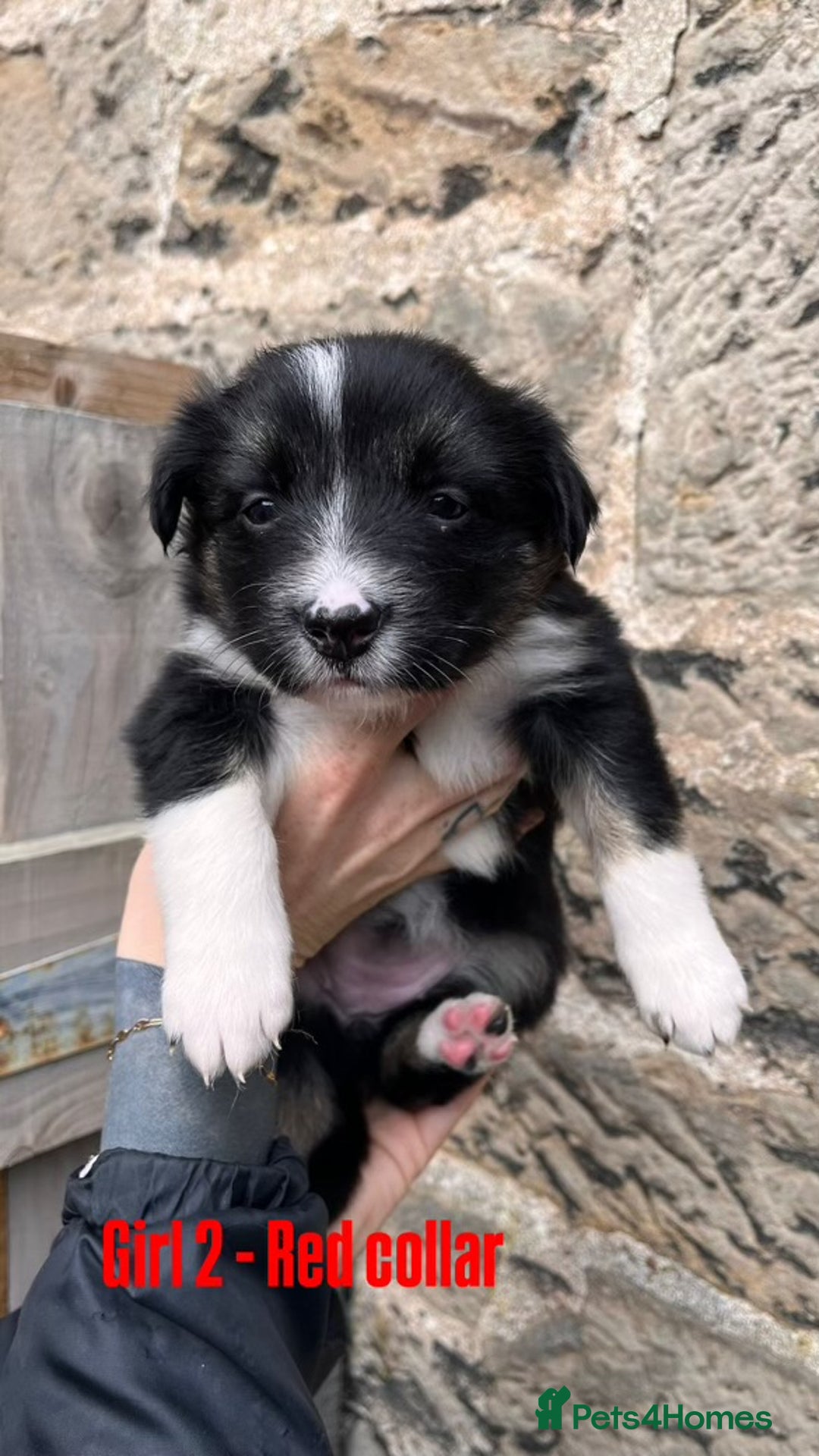 Border Collie dogs for sale: Tri coloured border collies  - Image 2