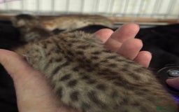 Savannah cats for sale: Stunning Savannah Kittens - Image 6