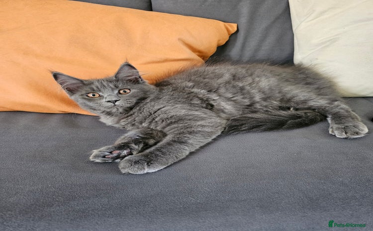 Maine Coon cats in King's Lynn - Advert 11
