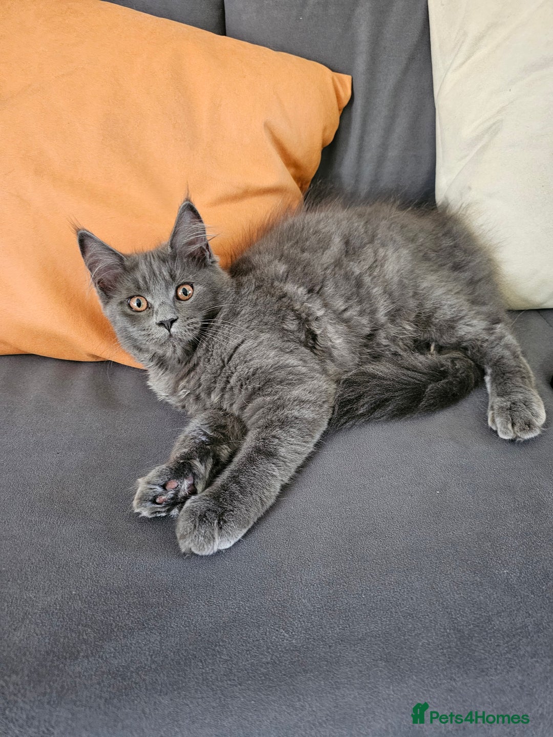 Maine Coon cats for sale: Blue Maine Coon kittens Tica registered in King's Lynn - Image 24