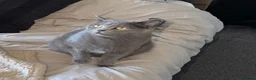 British Shorthair cats for sale: Adorable British Shorthair kittens    - Advert 5
