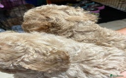 Maltipoo dogs for sale: Maltipoo Puppies - Image 4