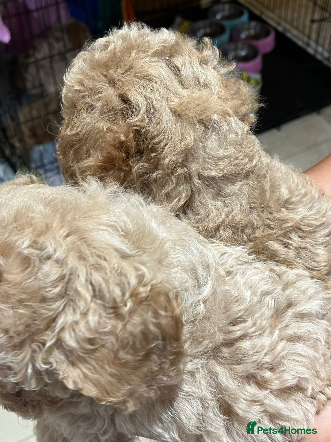 Maltipoo dogs for sale: Maltipoo Puppies - Image 4