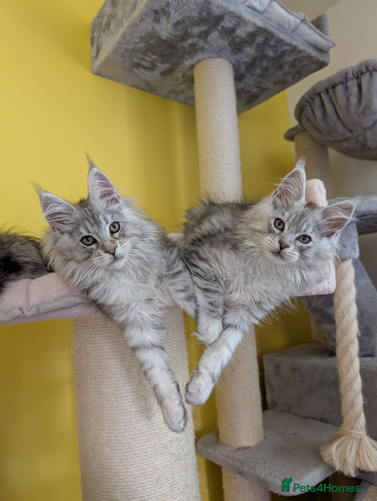 Maine Coon cats TICA Registered Maine Coon Kittens  - Advert 5