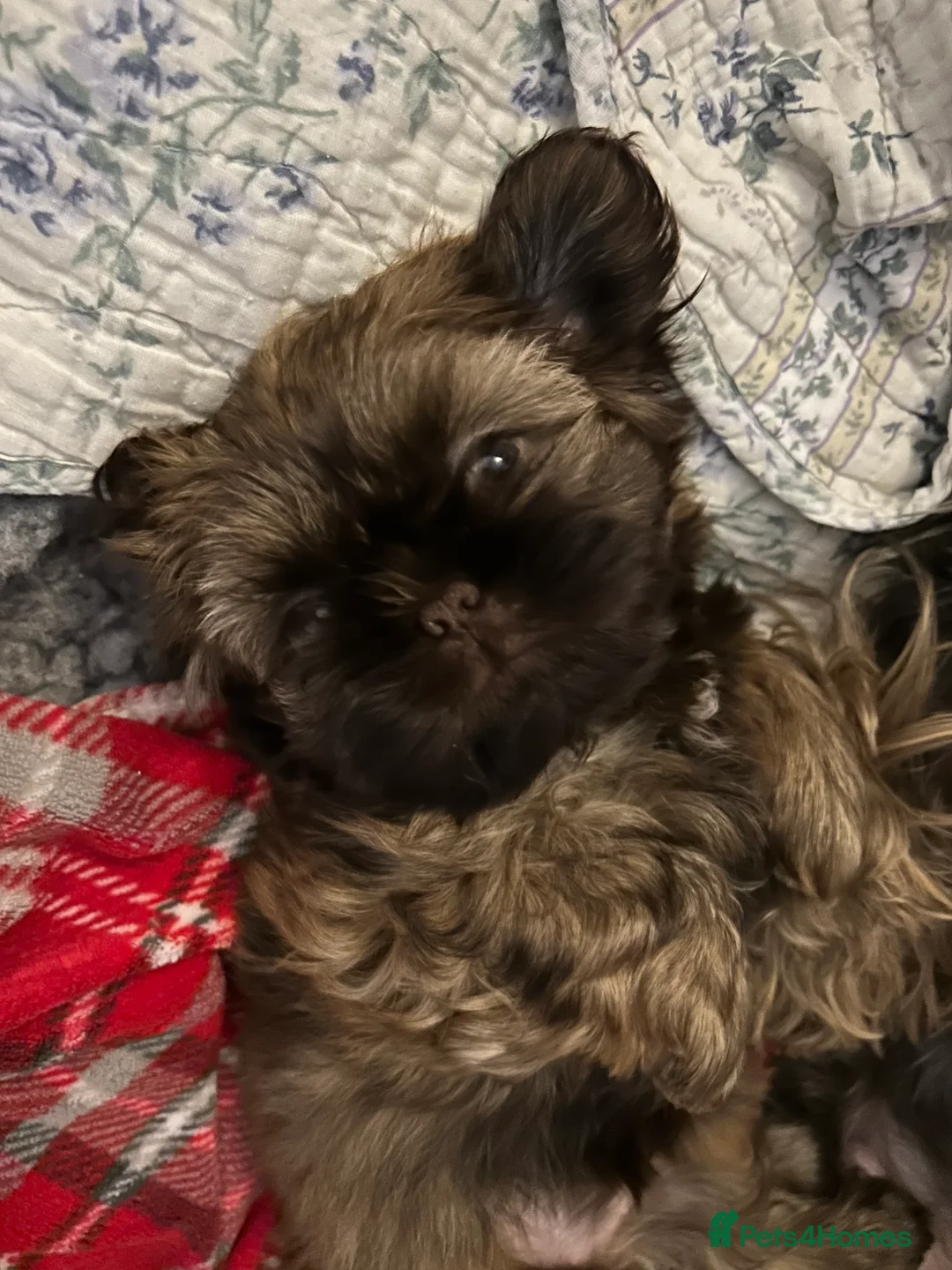 Shih Tzu dogs for sale: Shih Tzu puppies - Advert 6