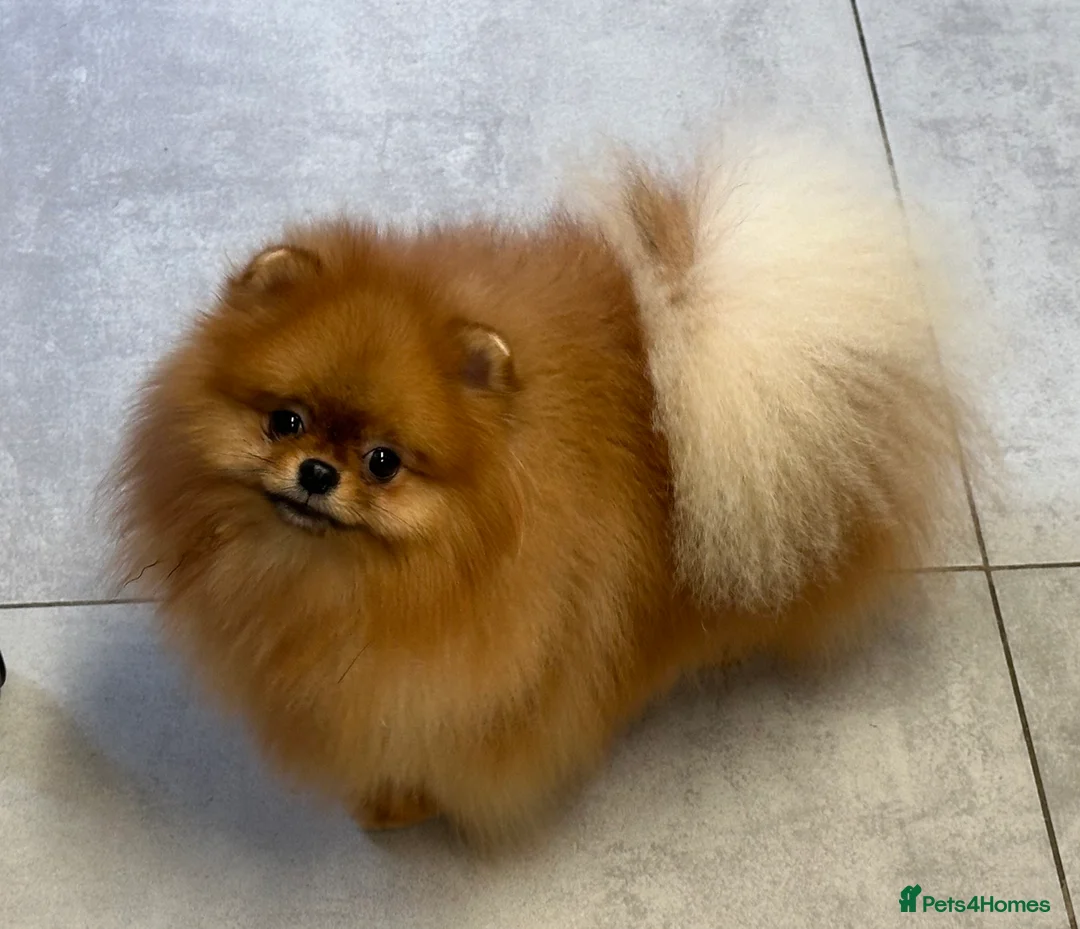 Pomeranian dogs for stud: Orange bear type boy for stud in Lanark - Advert 1