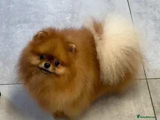 Pomeranian dogs Orange bear type boy for stud in Lanark - Advert 4