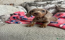Miniature Dachshund dogs for sale: Miniature dachshund puppies - Image 7