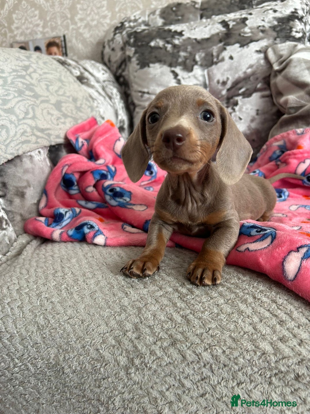 Miniature Dachshund dogs for sale: Miniature dachshund puppies - Image 7