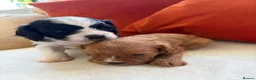 Cavapoo dogs for sale: Only One Female Cavapoo Puppy Left – Apricot Girl - Advert 5