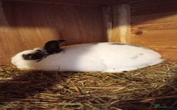 Netherland Dwarf rabbits for sale: Netherland Dwarfs  - Image 1