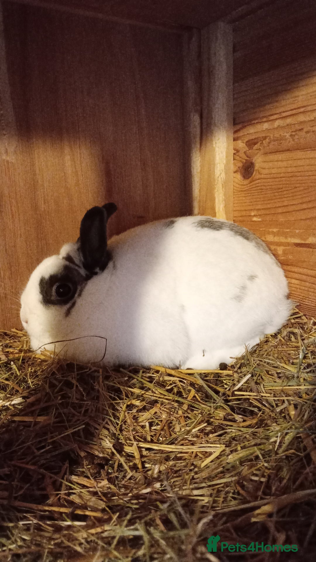 Netherland Dwarf rabbits for sale: Netherland Dwarfs  - Image 1