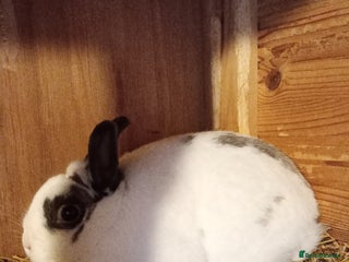 Netherland Dwarf rabbits - Advert 3