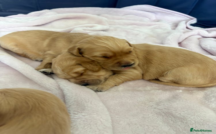 Golden Retriever dogs - Advert 13