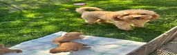 Miniature Poodle dogs for sale: ADORABLE MINIATURE POODLE PUPPIES 3 GIRLS & 1 BOY  - Advert 4