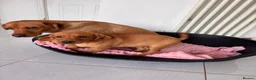 Labrador Retriever dogs for sale: Red Fox Labrador Puppy. Last One of Litter  - Advert 4