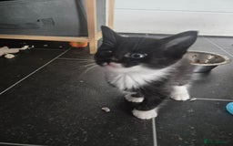 Mixed Breed cats for sale: gorgeous and very cuddley girls  - Image 2