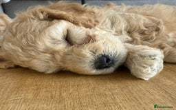 Cavapoo dogs for sale: 1 Female 4 Male - Image 4
