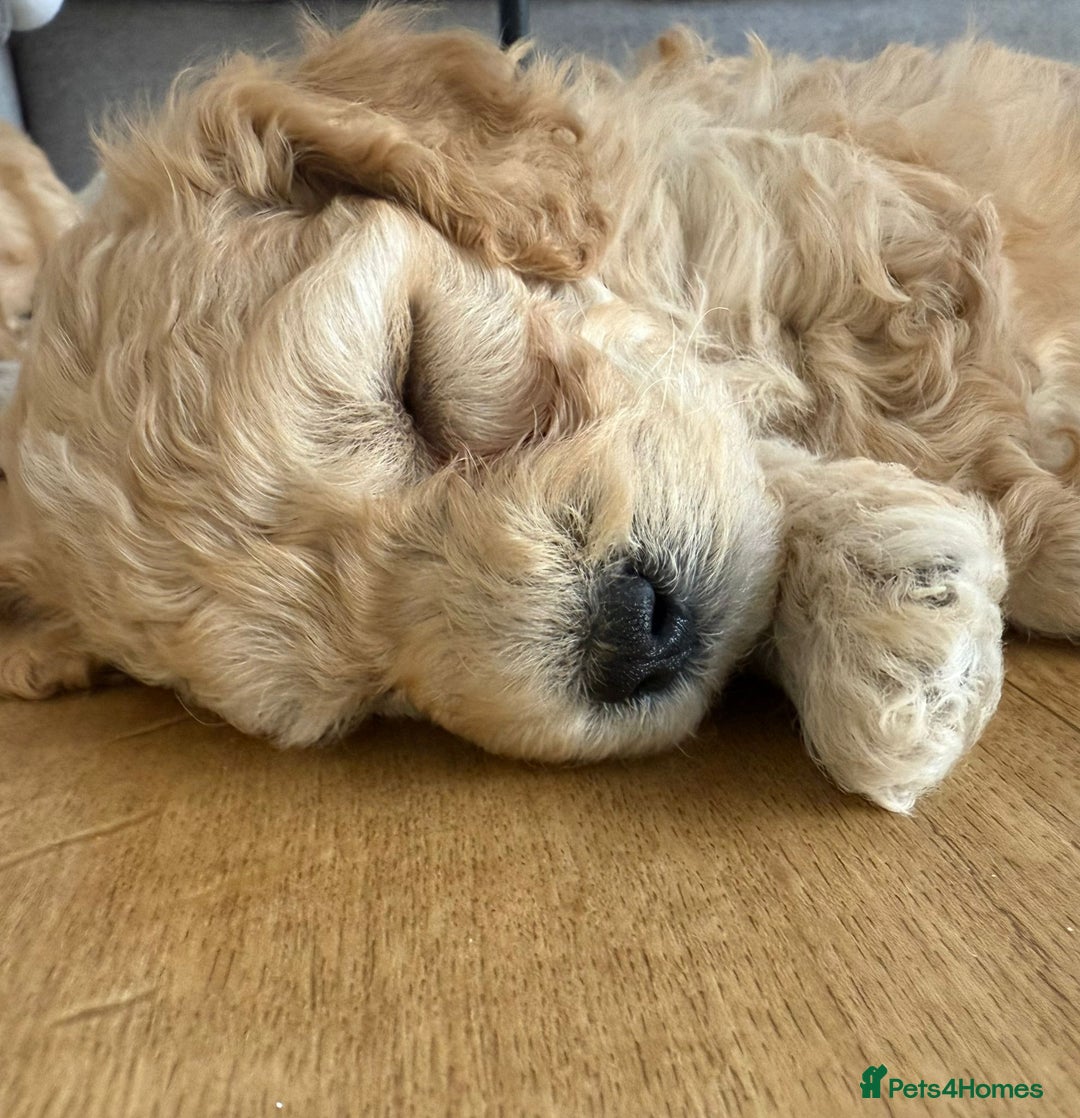 Cavapoo dogs for sale: 1 Female 4 Male - Image 4