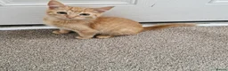 Mixed Breed cats for sale: Playful Kittens - Advert 5