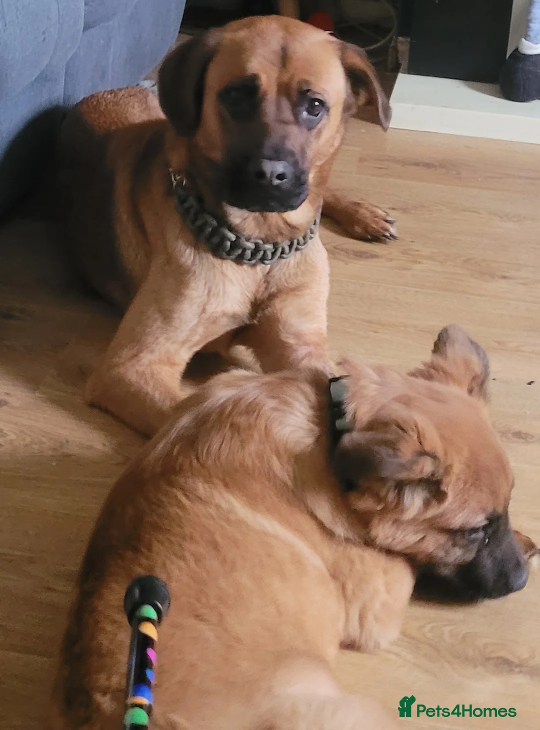 Mixed Breed dogs for sale: 9 month old German shepherd x Buddiebullmastiff  in Rotherham - Advert 2