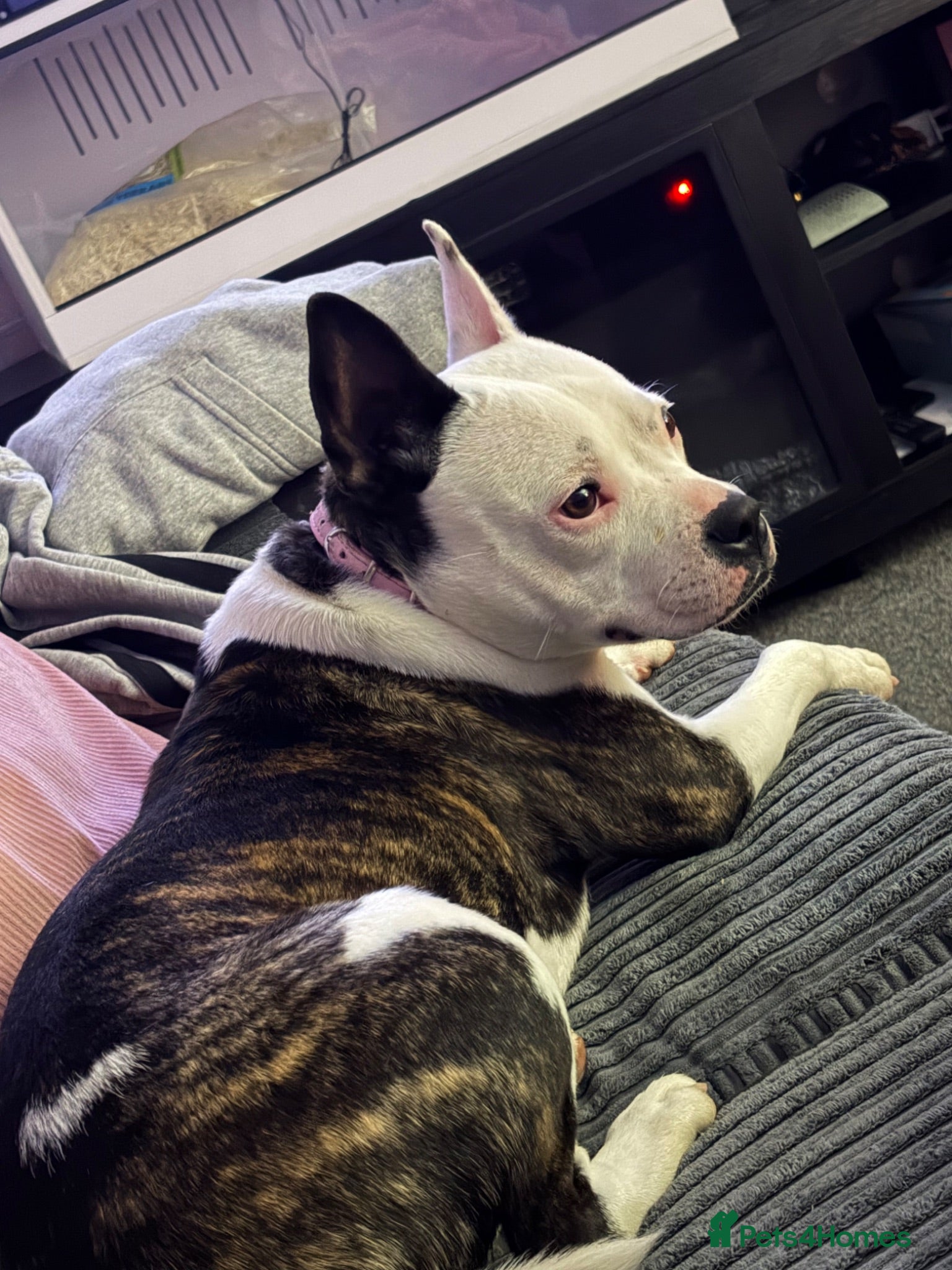 Mixed Breed dogs Staffy x frenchie  - Advert 3