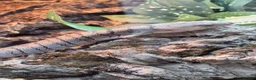 Skink reptiles for sale: Pink tongue skinks  in Axminster - Advert 3