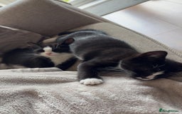 Mixed Breed cats for sale: 2x Female Kittens  - Image 3