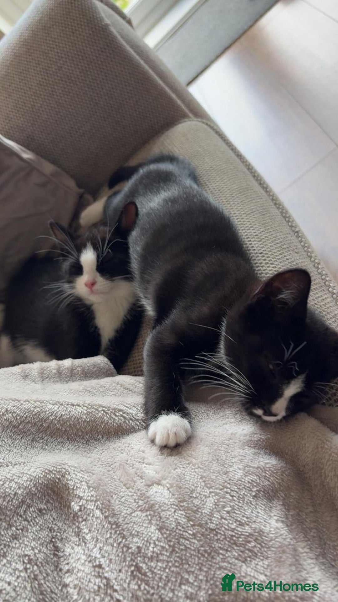 Mixed Breed cats for sale: 2x Female Kittens  - Image 3