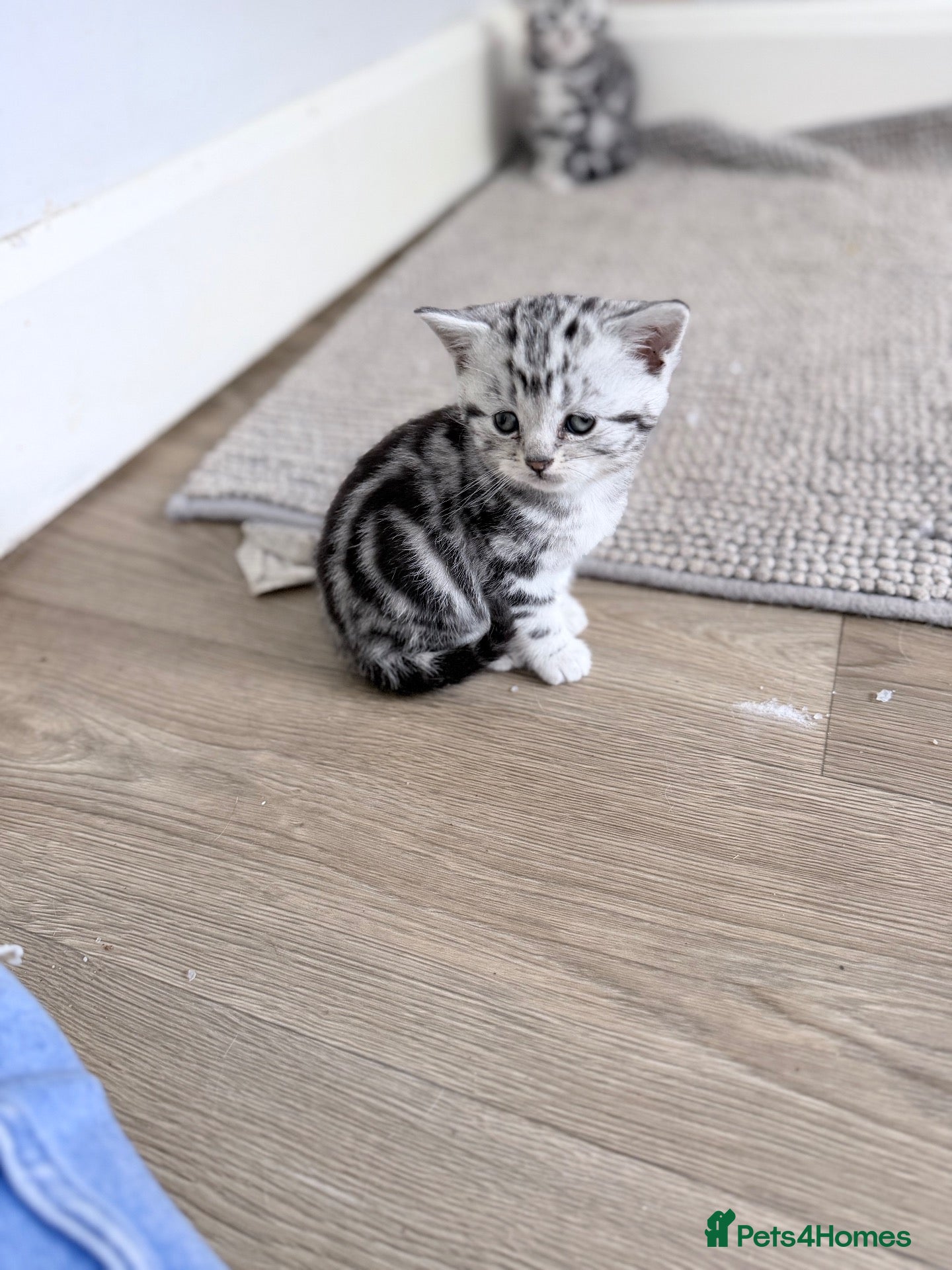 British Shorthair cats GCCF British shorthair silver tabby kitten - Advert 2