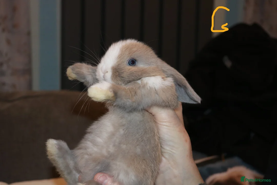 Mini Lop rabbits for sale: Mini Lop babies x 3 - Advert 18