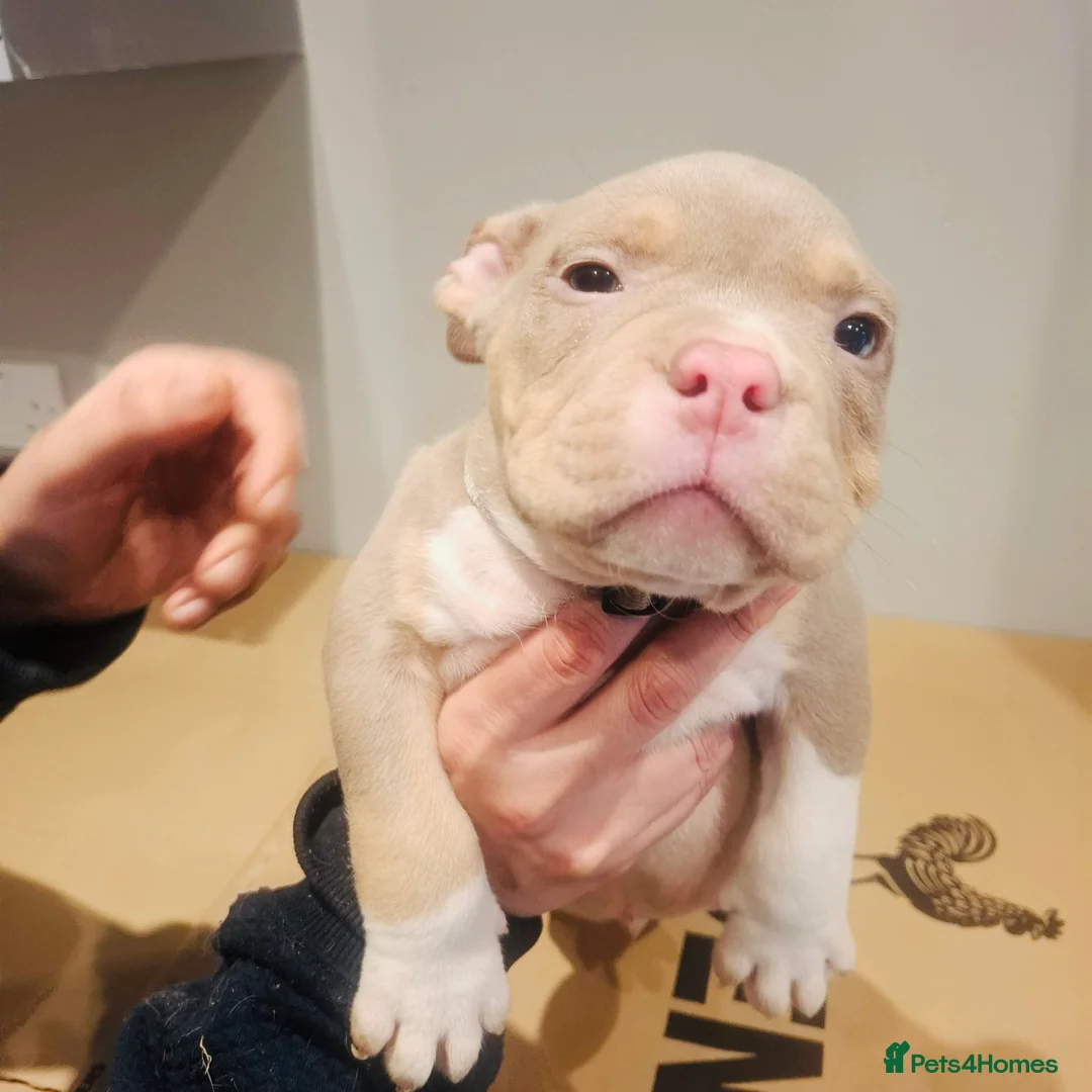 American Bully dogs for sale: American Bully Puppies  - Advert 6
