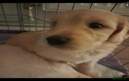 Mixed Breed dogs for sale: Beautiful chunky golden retriever x cockapoos  - Image 17